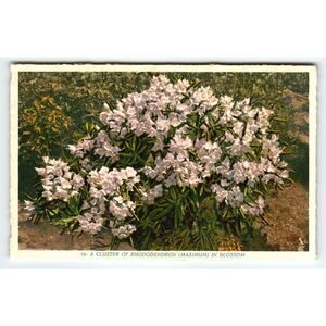 Vintage Linen Postcard A Cluster of Rhododendron Blossom 1930s